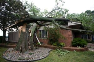 tree that fell on house causing damage in Minneapolis 