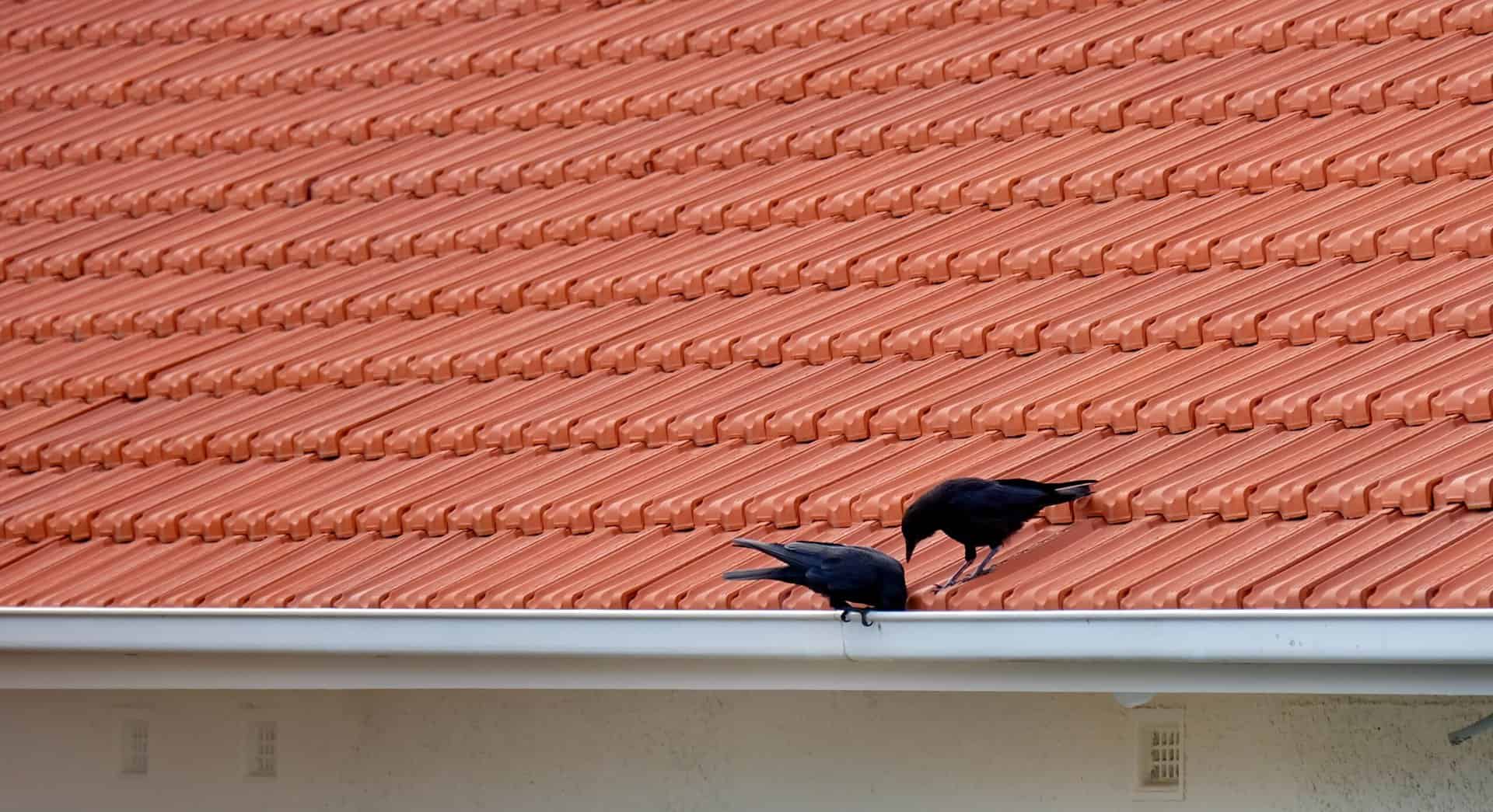 Two crows next to a traditional gutter system on a Minneapolis roof.